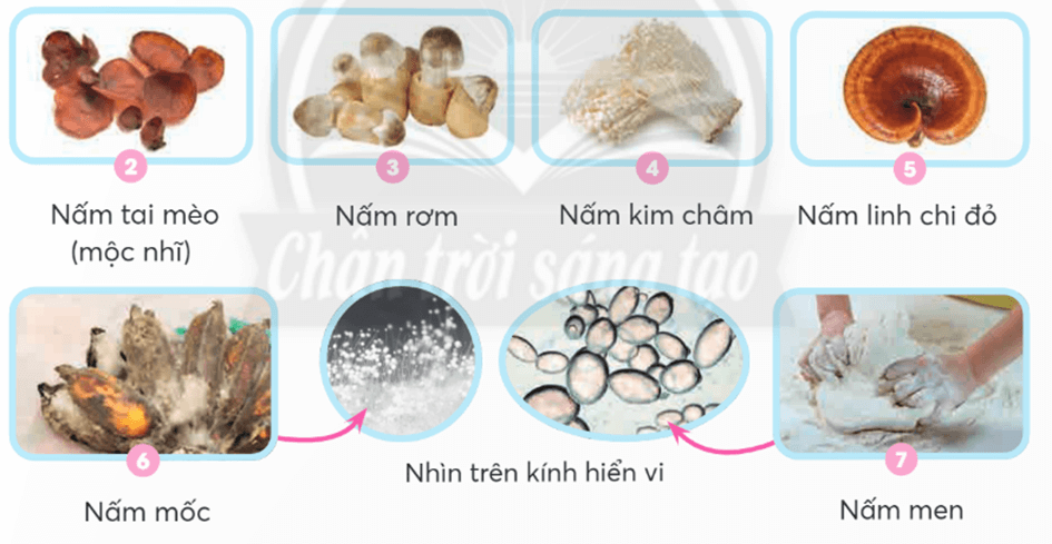 Khoa học lớp 4 trang 73 Chân trời sáng tạo