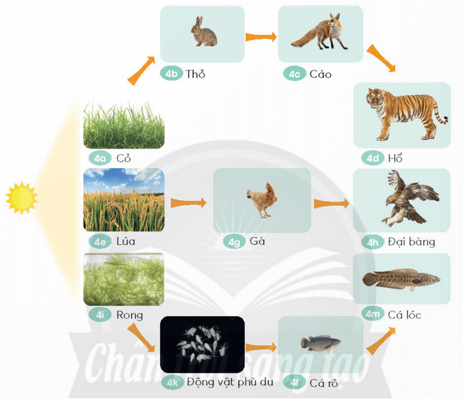 Khoa học lớp 4 trang 118 Chân trời sáng tạo