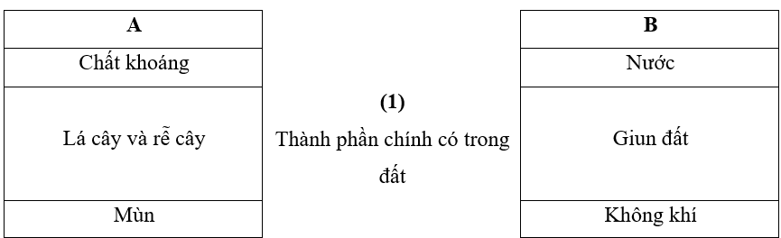 Vở bài tập Khoa học lớp 5 Kết nối tri thức Bài 1: Thành phần và vai trò của đất đối với cây trồng