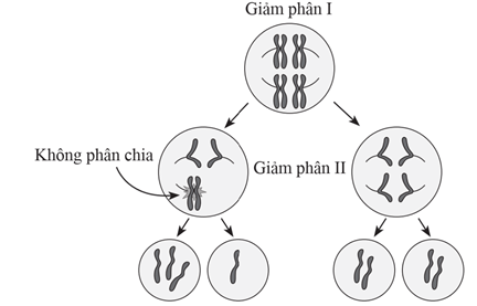 Quá trình giảm phân của một tế bào sinh hạt phấn ở một loài thực vật