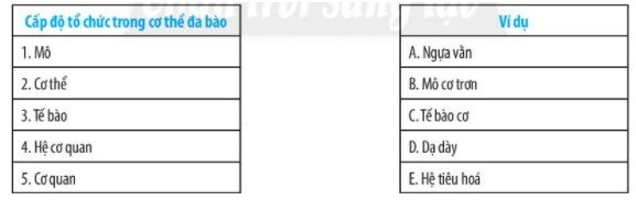 Nối các cấp độ tổ chức trong cơ thể đa bào ở cột bên trái với các ví dụ tương ứng ở cột bên phải. (ảnh 1)