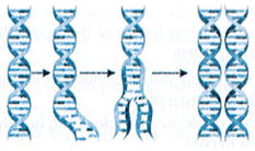 Hình ảnh sau đây mô tả nguyên tắc nào của quá trình tái bản DNA