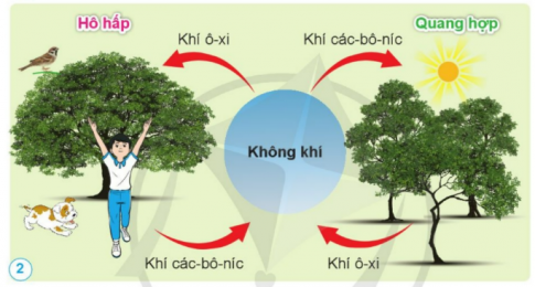 Trình bày vai trò của không khí đối với sự sống. 