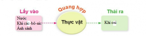 Vẽ sơ đồ sự trao đổi khí giữa thực vật với môi trường trong quá trình quang hợp theo gợi ý dưới đây.