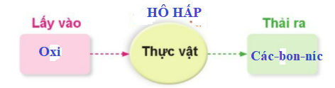 Nêu tên các chất khi mà thực vật lấy vào và thải ra trong quá trình hô hấp. Vẽ sơ đồ sự trao đổi khí giữa thực vật với môi trường trong quá trình hô hấp.