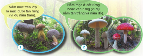 Nêu tên, hình dạng, màu sắc và nơi sống của nấm trong các hình 1,2,3,4.