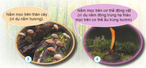 Nêu tên, hình dạng, màu sắc và nơi sống của nấm trong các hình 1,2,3,4.