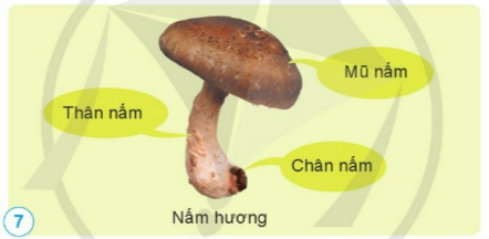 Chỉ và nói tên các bộ phận của nấm hương trong hình 7. 