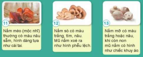 Nêu tên, hình dạng và màu sắc của một số nấm ăn dưới đây. 