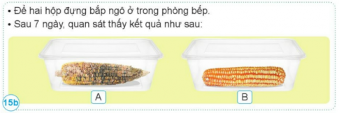 Nêu kết quả của các thí nghiệm trong hình 14, 15. Từ đó, rút ra cách bảo quản một số thực phẩm.