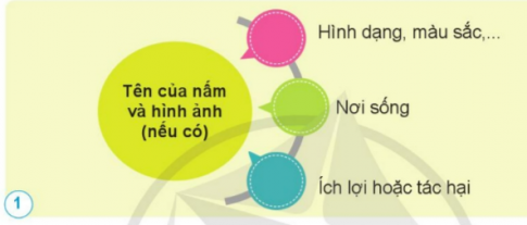 làm 1 bộ sưu tập nấm bằng sơ đồ gợi ý dưới đây.