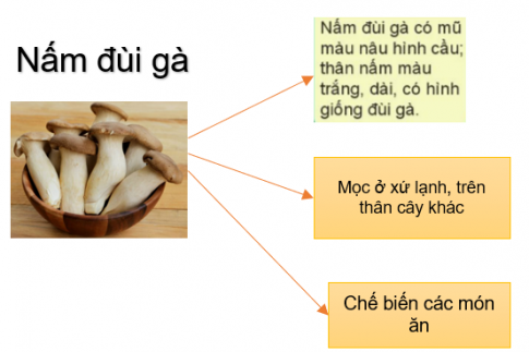 Làm 1 bộ sưu tập nấm bằng sơ đồ gợi ý dưới đây.