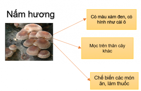 làm 1 bộ sưu tập nấm bằng sơ đồ gợi ý dưới đây.