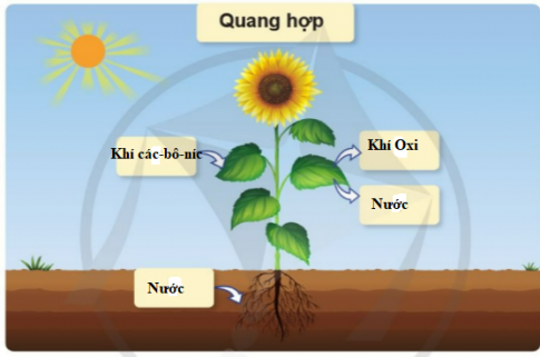 Hoàn thành sơ đồ quá trình quang hợp ở thực vật theo gợi ý sau