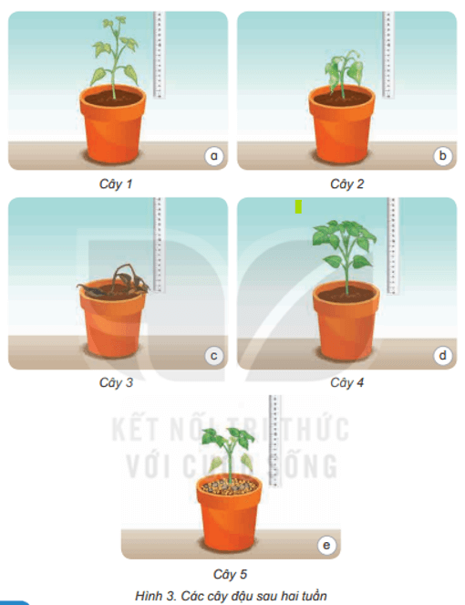 Khoa học lớp 4 Kết nối tri thức Bài 15: Thực vật cần gì để sống