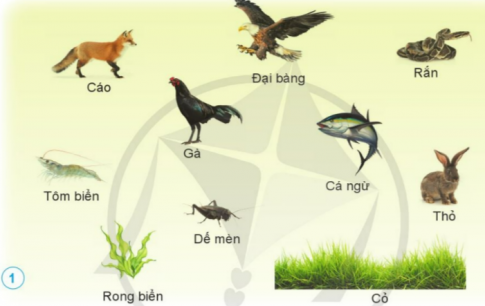 Hãy viết chuỗi thức ăn có từ ba mắt xích trở lên dựa trên các thực vật, động vật trong hình duói đây. 