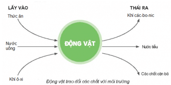 Khoa học lớp 4 Kết nối tri thức Bài 16: Động vật cần gì để sống?