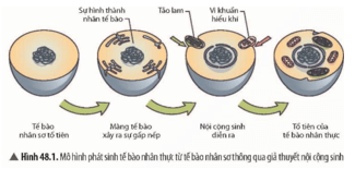 Các nhà khoa học đã giải thích quá trình phát sinh tế bào nhân thực từ tế bào nhân sơ