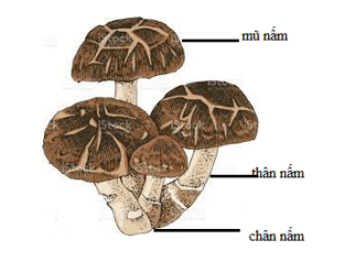 Khoa học lớp 4 Kết nối tri thức Bài 19: Đặc điểm chung của nấm