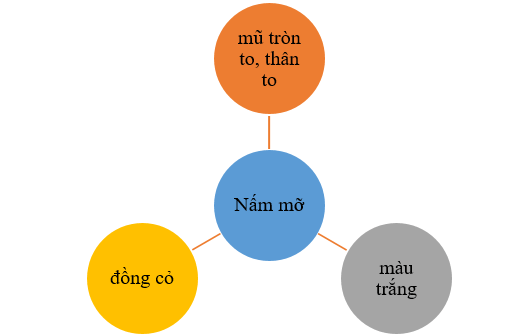 Khoa học lớp 4 Kết nối tri thức Bài 20: Nấm ăn và nấm trong chế biến thực phẩm