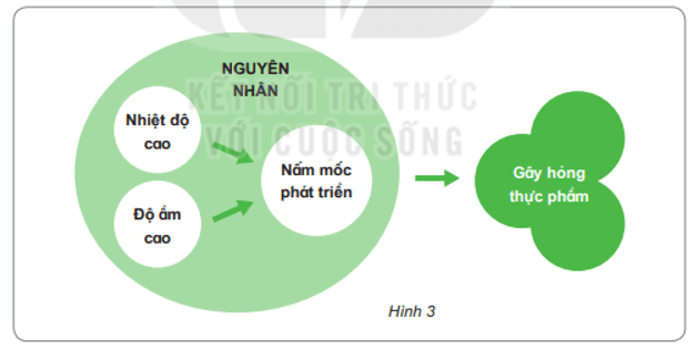 Bài 21: Nấm gây hỏng thực phẩm và nấm độc