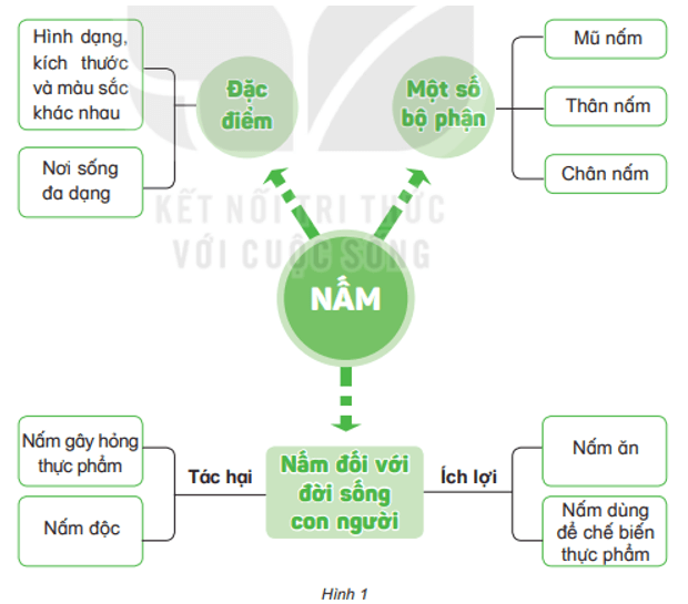 Khoa học lớp 4 Kết nối tri thức Bài 22: Ôn tập chủ đề nấm