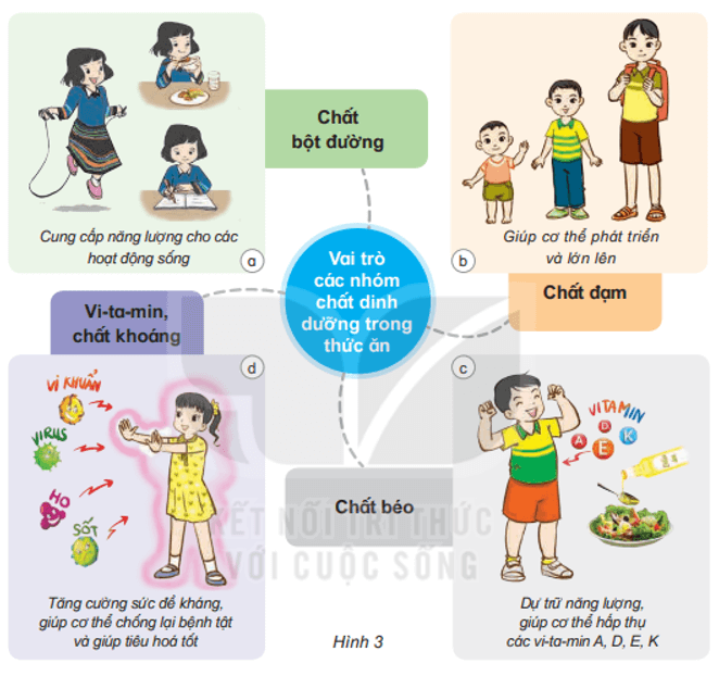 Khoa học lớp 4 Kết nối tri thức Bài 23: Vai trò của chất dinh dưỡng với cơ thể