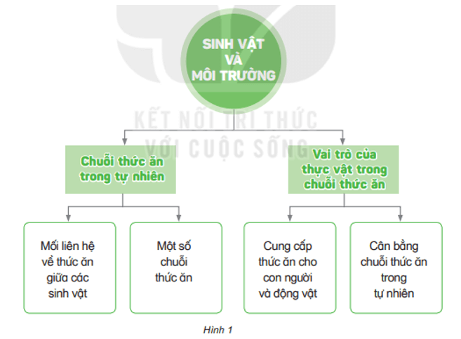 Khoa học lớp 4 Kết nối tri thức Bài 31: Ôn tập chủ đề sinh vật và môi trường