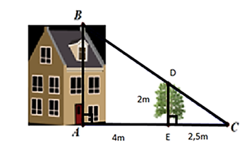 Cho hình vẽ dưới đây, biết cái cây có chiều cao ED = 2 m và khoảng cách AE = 4 m, EC = 2,5 m. Khi đó chiều cao AB của ngôi nhà là:   A. AB = 5,2 m; B. AB = 3,2 m; C. AB = 1,25 m; D. AB = 3,5 m. (ảnh 1)