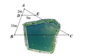 Giữa hai điểm B và C có một cái ao. Để đo khoảng cách BC người ta đo được các đoạn thẳng AD = 2 m, BD = 10 m và DE = 5 m. Biết DE // BC, tính khoảng cách giữa hai điểm B và C.   A. 30 m; B. 25 m; C. 20 m; D. 15 m. (ảnh 1)