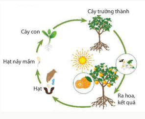 Em hãy tìm kiếm hình ảnh phù hợp trên Internet về quá trình sinh trưởng