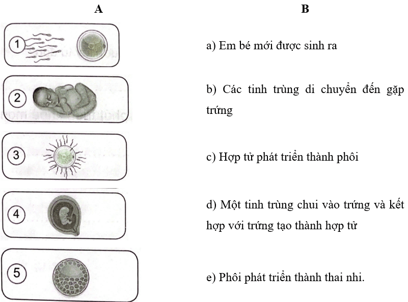 Vở bài tập Khoa học lớp 5 Kết nối tri thức Bài 22: Sự hình thành cơ thể người