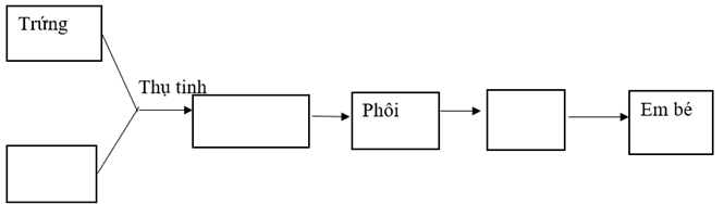 Vở bài tập Khoa học lớp 5 Kết nối tri thức Bài 27: Ôn tập chủ đề Con người và sức khoẻ