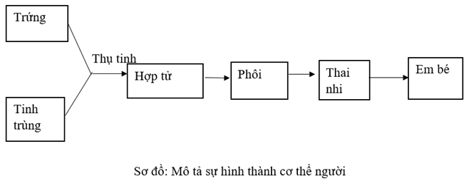 Vở bài tập Khoa học lớp 5 Kết nối tri thức Bài 27: Ôn tập chủ đề Con người và sức khoẻ