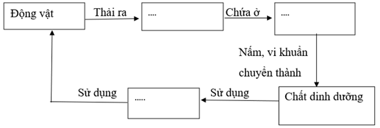 Vở bài tập Khoa học lớp 5 Kết nối tri thức Bài 28: Chức năng của môi trường đối với sinh vật