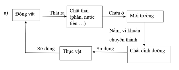 Vở bài tập Khoa học lớp 5 Kết nối tri thức Bài 28: Chức năng của môi trường đối với sinh vật