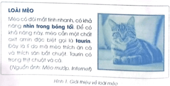 Vở bài tập Tin học lớp 5 Cánh diều Bài 5: Thực hành tổng hợp soạn thảo văn bản