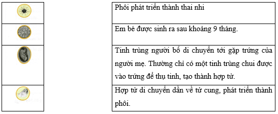 Vở bài tập Khoa học lớp 5 Chân trời sáng tạo Bài 23: Sự sinh sản ở người 