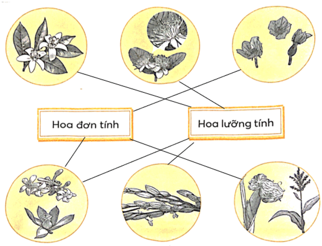 Vở bài tập Khoa học lớp 5 Chân trời sáng tạo Bài 13: Sự sinh sản của thực vật có hoa 