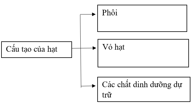 Vở bài tập Khoa học lớp 5 Chân trời sáng tạo Bài 14: Sự lớn lên và phát triển của thực vật 