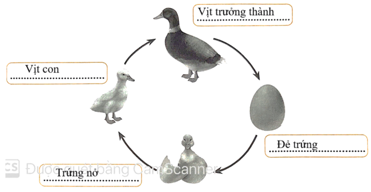 Vở bài tập Khoa học lớp 5 Chân trời sáng tạo Bài 16: Sự lớn lên và phát triển của động vật 