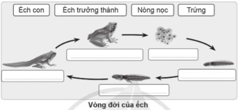 Vở bài tập Khoa học lớp 5 Cánh diều Bài 11: Vòng đời của động vật đẻ trứng và động vật đẻ con