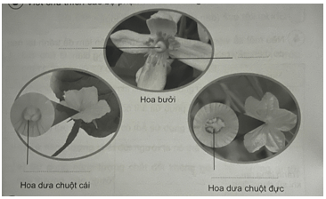 Vở bài tập Khoa học lớp 5 Cánh diều Bài 8: Sự sinh sản của thực vật có hoa