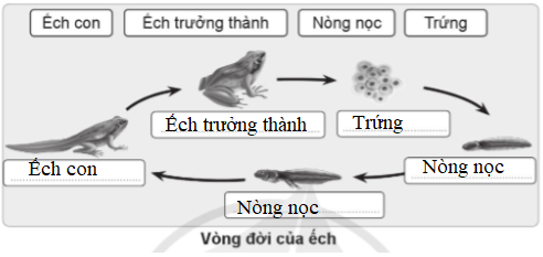 Vở bài tập Khoa học lớp 5 Cánh diều Bài 11: Vòng đời của động vật đẻ trứng và động vật đẻ con