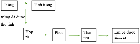 Vở bài tập Khoa học lớp 5 Cánh diều Bài 15: Sự sinh sản ở người