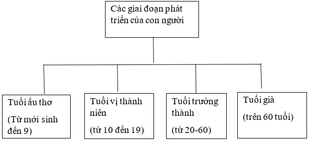 Vở bài tập Khoa học lớp 5 Cánh diều Bài 16: Quá trình phát triển của con người