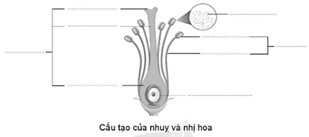 Vở bài tập Khoa học lớp 5 Cánh diều Bài 8: Sự sinh sản của thực vật có hoa