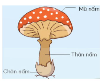 Vở bài tập Khoa học lớp 4 Chân trời sáng tạo Bài 19: Sự đa dạng của nấm