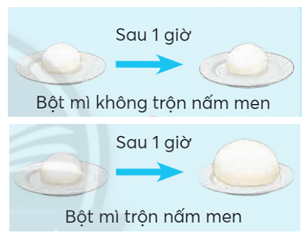 Vở bài tập Khoa học lớp 4 Chân trời sáng tạo Bài 20: Nấm ăn và nấm men trong đời sống