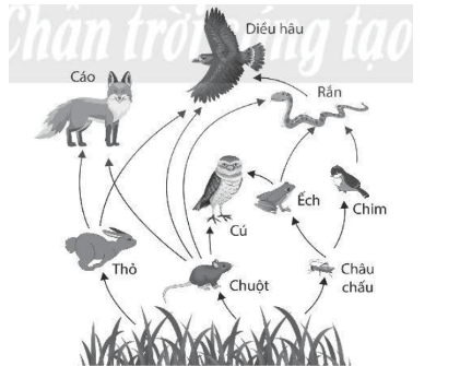 Vở bài tập Khoa học lớp 4 Chân trời sáng tạo Bài 32: Ôn tập chủ đề Sinh vật và môi trường 